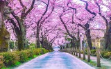 Ngắm những vòm cây đẹp như cổ tích ở Hà Nội
